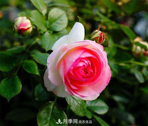 推薦4種優(yōu)秀藤本月季，開花多一開就停不下來(圖4)