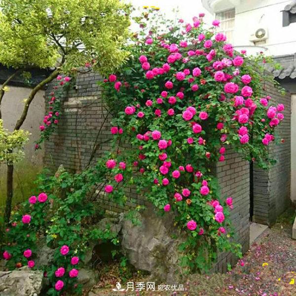 推薦4種優(yōu)秀藤本月季，開花多一開就停不下來(圖2)