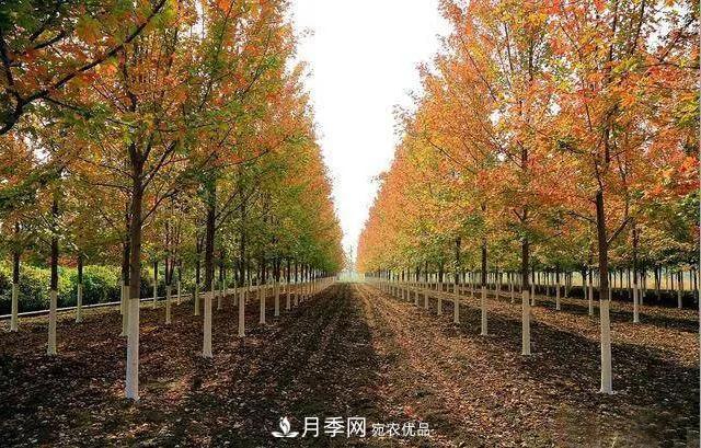 這些中國(guó)著名苗木產(chǎn)地你知道幾個(gè)？值得收藏！(圖5)