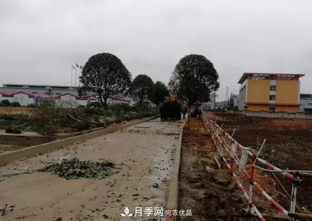 綠化工程苗木價(jià)格計(jì)算辦法(圖2)
