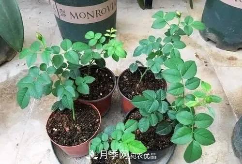 新扦插成活的月季就開了一朵花，需不需要剪掉？(圖2)