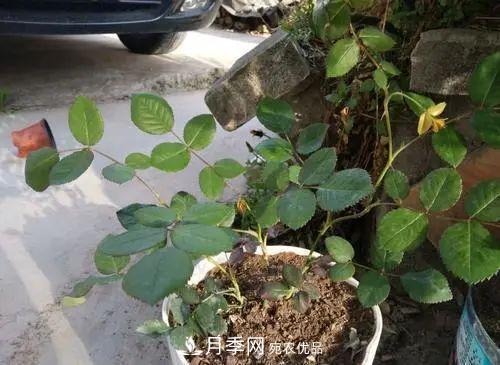 月季小苗想要長壯，學(xué)會(huì)這幾招，快速成大苗！(圖2)