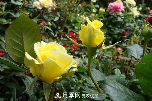 月季小苗想要長壯，學(xué)會(huì)這幾招，快速成大苗！(圖4)