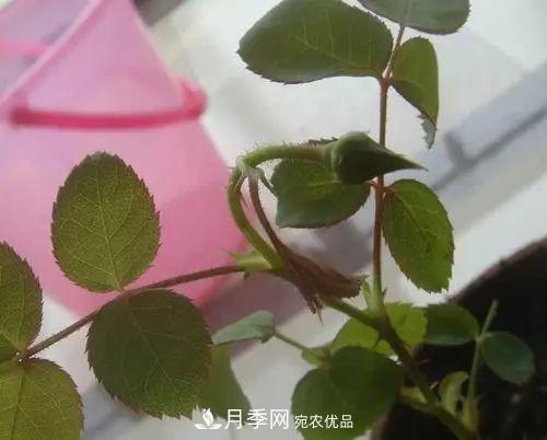 月季小苗想要長壯，學(xué)會(huì)這幾招，快速成大苗！(圖6)