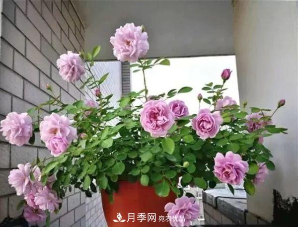 養(yǎng)月季施肥牢記“3要2不要”，月季猛爆壯筍，花開連成片！(圖2)