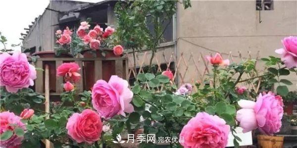 養(yǎng)月季施肥牢記“3要2不要”，月季猛爆壯筍，花開連成片！(圖3)