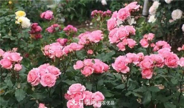 養(yǎng)月季施肥牢記“3要2不要”，月季猛爆壯筍，花開連成片！(圖4)