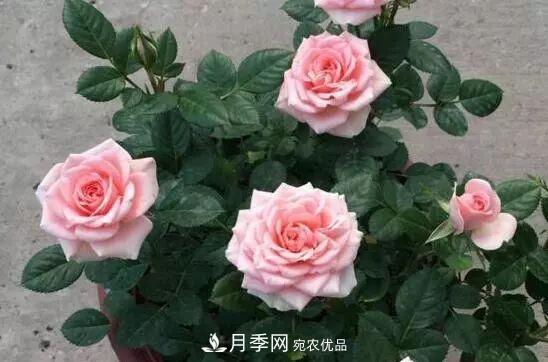 什么樹(shù)可以嫁接月季花？月季嫁接有什么好處？(圖5)