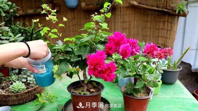 磷酸二氫鉀月季促花“效果不好”？可能是用錯(cuò)了，快看看正確的方法(圖3)