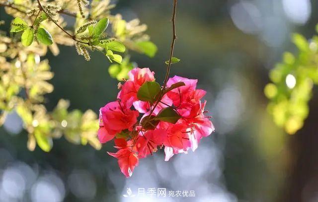 磷酸二氫鉀月季促花“效果不好”？可能是用錯(cuò)了，快看看正確的方法(圖7)