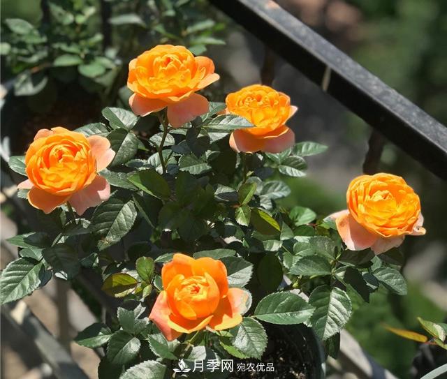 月季秋剪快上車，10月秋花開出一片花海(圖1)