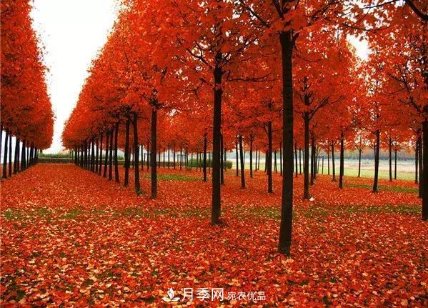 這幾種彩色喬灌木工程上需求量大，2020苗木市場(chǎng)行情看好(圖1)