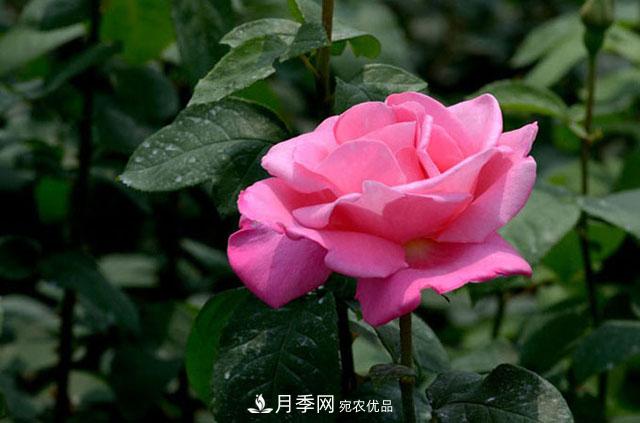 月季遇到詩詞，一起來賞析(圖2)