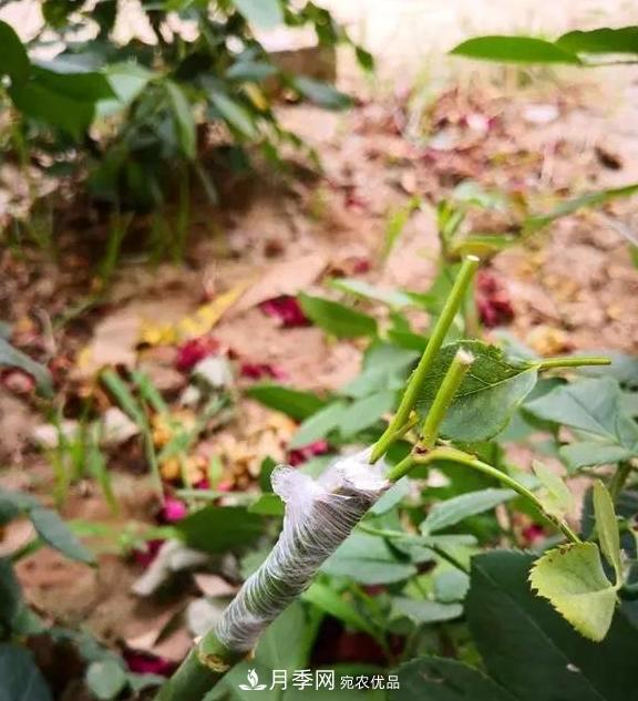青島路邊用月季美化，開的月季花比拳頭大，原來是月季嫁接的薔薇(圖3)