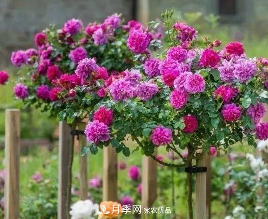 青島路邊用月季美化，開的月季花比拳頭大，原來是月季嫁接的薔薇(圖2)