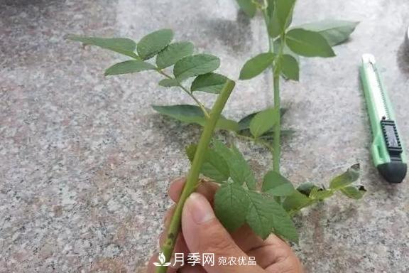 青島路邊用月季美化，開的月季花比拳頭大，原來是月季嫁接的薔薇(圖4)