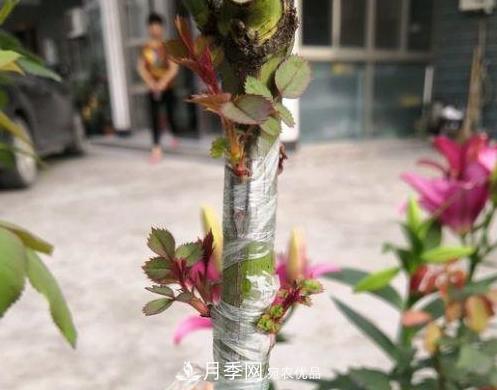 青島路邊用月季美化，開的月季花比拳頭大，原來是月季嫁接的薔薇(圖5)