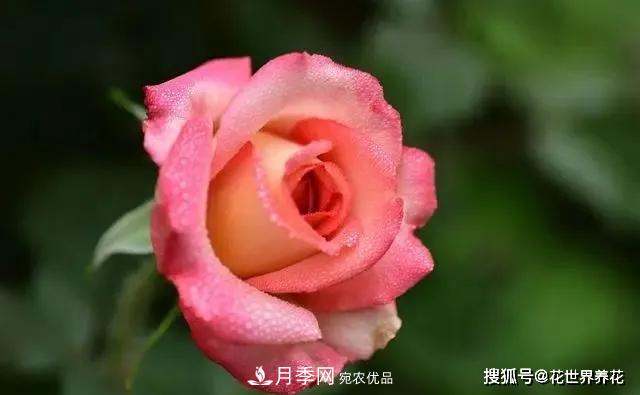 養(yǎng)月季就要用淺盆，月季開(kāi)花不好換個(gè)盆，天天爆花(圖2)