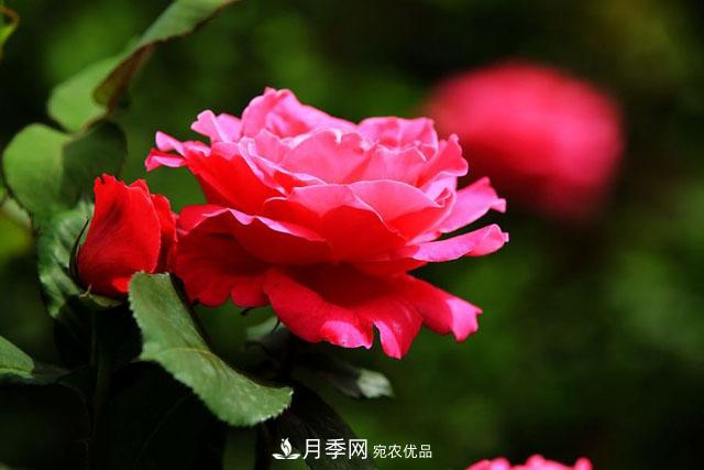 不同顏色的月季花語是什么？月季花語大全，快來漲知識(shí)(圖1)