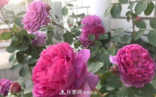 大花月季有多少個(gè)品種？大花月季品種大全！(圖2)