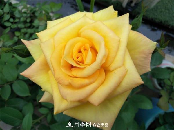 大花月季有多少個(gè)品種？大花月季品種大全！(圖4)