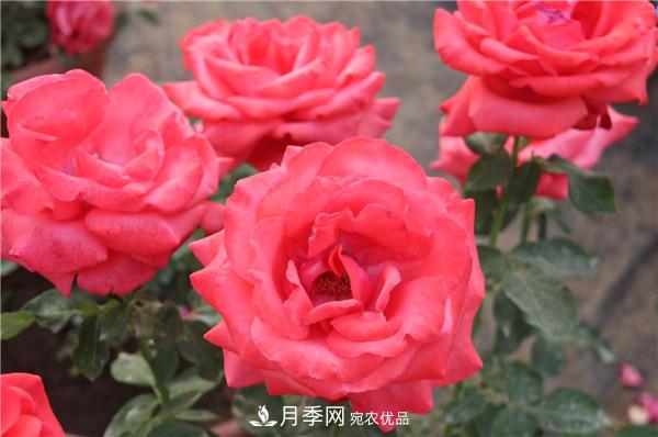 大花月季有多少個(gè)品種？大花月季品種大全！(圖3)
