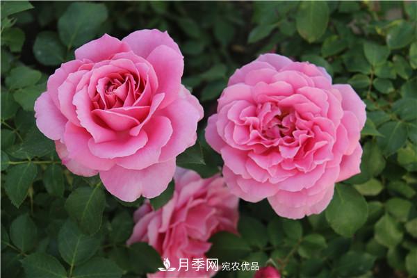 大花月季有多少個(gè)品種？大花月季品種大全！(圖5)