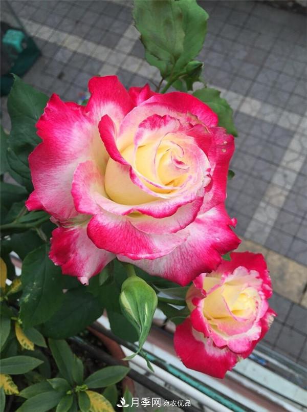 大花月季有多少個(gè)品種？大花月季品種大全！(圖6)