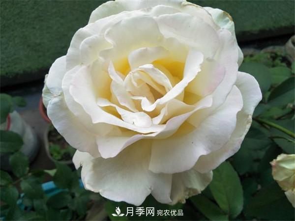 大花月季有多少個(gè)品種？大花月季品種大全！(圖8)