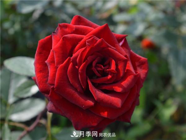 大花月季有多少個(gè)品種？大花月季品種大全！(圖9)