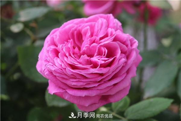 大花月季有多少個(gè)品種？大花月季品種大全！(圖7)