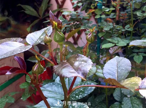 月季的常備藥品有哪些？收好了！(圖1)