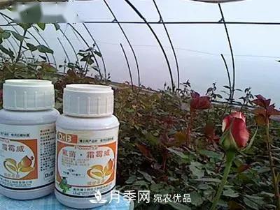 月季的常備藥品有哪些？收好了！(圖8)