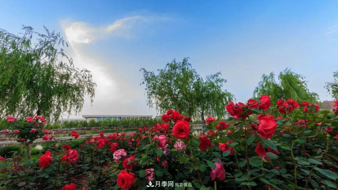 關(guān)于河南“五朵金花”的南陽(yáng)月季，你知道多少？(圖2)