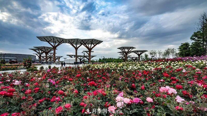 關(guān)于河南“五朵金花”的南陽(yáng)月季，你知道多少？(圖1)