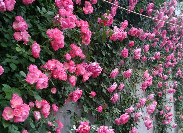 6種藤本月季，花墻養(yǎng)成必選品種，四季開花不停歇(圖1)
