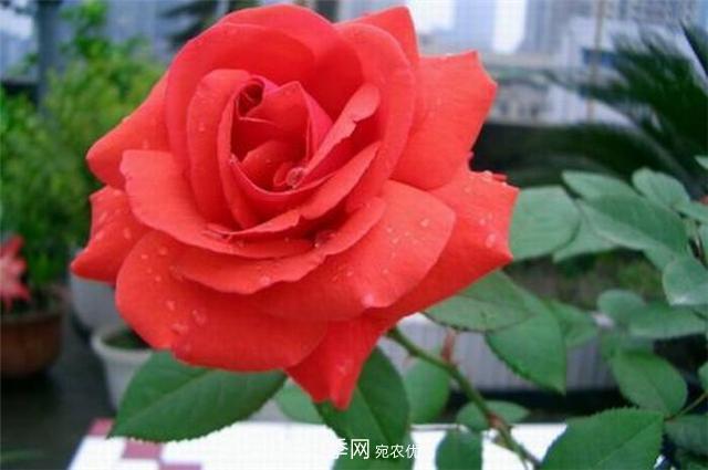 6種藤本月季，花墻養(yǎng)成必選品種，四季開花不停歇(圖2)