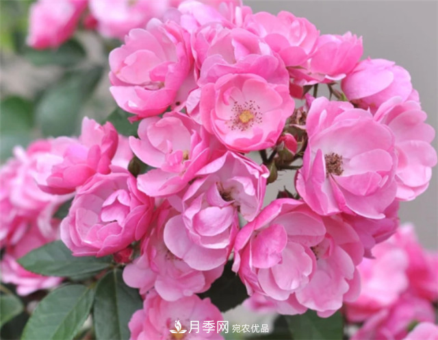 6種藤本月季，花墻養(yǎng)成必選品種，四季開花不停歇(圖4)