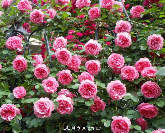 6種藤本月季，花墻養(yǎng)成必選品種，四季開花不停歇(圖5)