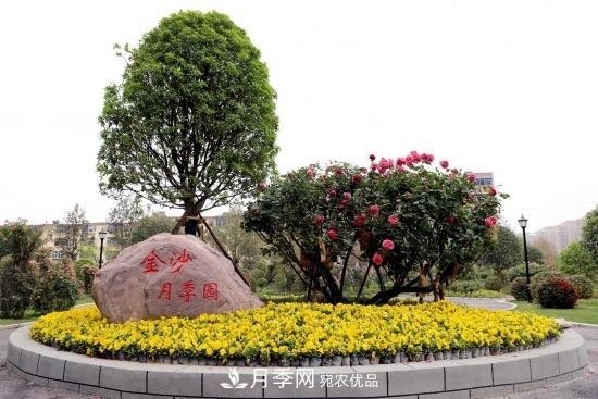 備好鮮花迎國慶 你家的月季花修剪了嗎！(圖2)