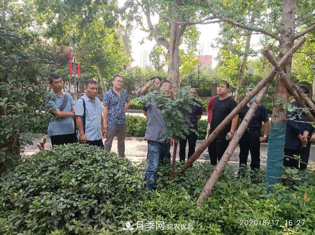 備好鮮花迎國慶 你家的月季花修剪了嗎！(圖1)