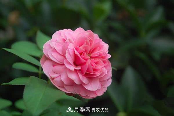 達(dá)芬奇“粉色月季”令人驚艷，生長快開花重瓣，開花太美(圖1)