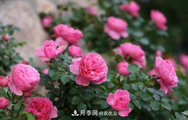 達(dá)芬奇“粉色月季”令人驚艷，生長快開花重瓣，開花太美(圖2)