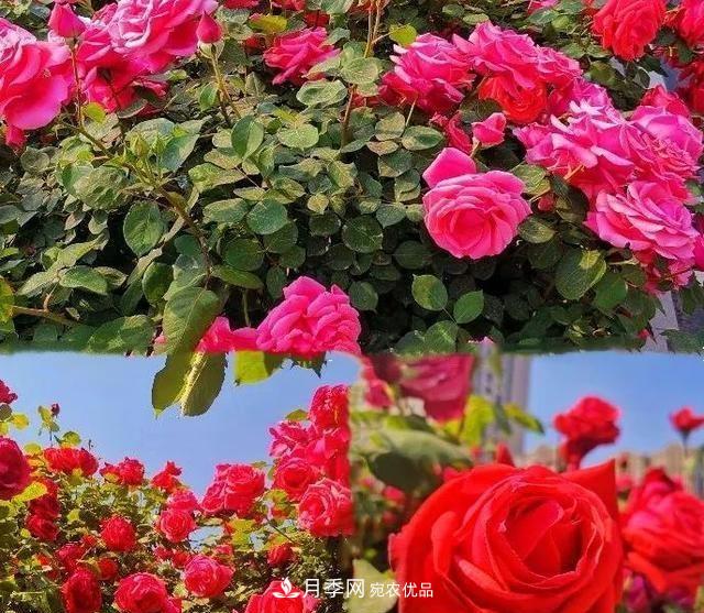 山東濟南歷城區(qū)唐冶西路的樹狀月季花?！懊廊缙G”(圖2)