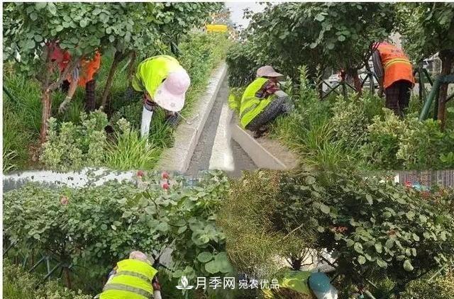 山東濟南歷城區(qū)唐冶西路的樹狀月季花?！懊廊缙G”(圖4)
