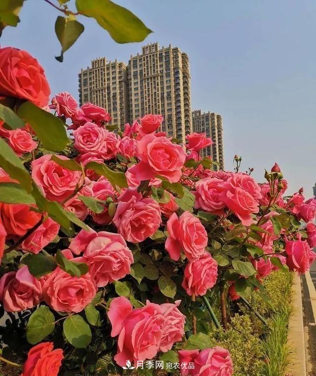 山東濟南歷城區(qū)唐冶西路的樹狀月季花?！懊廊缙G”(圖5)