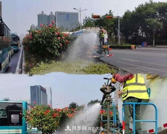 山東濟南歷城區(qū)唐冶西路的樹狀月季花海“美如艷”(圖3)