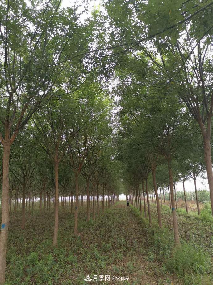 浙江滕頭園林今年做了兩件事，第二件將為你省一大筆錢！(圖1)