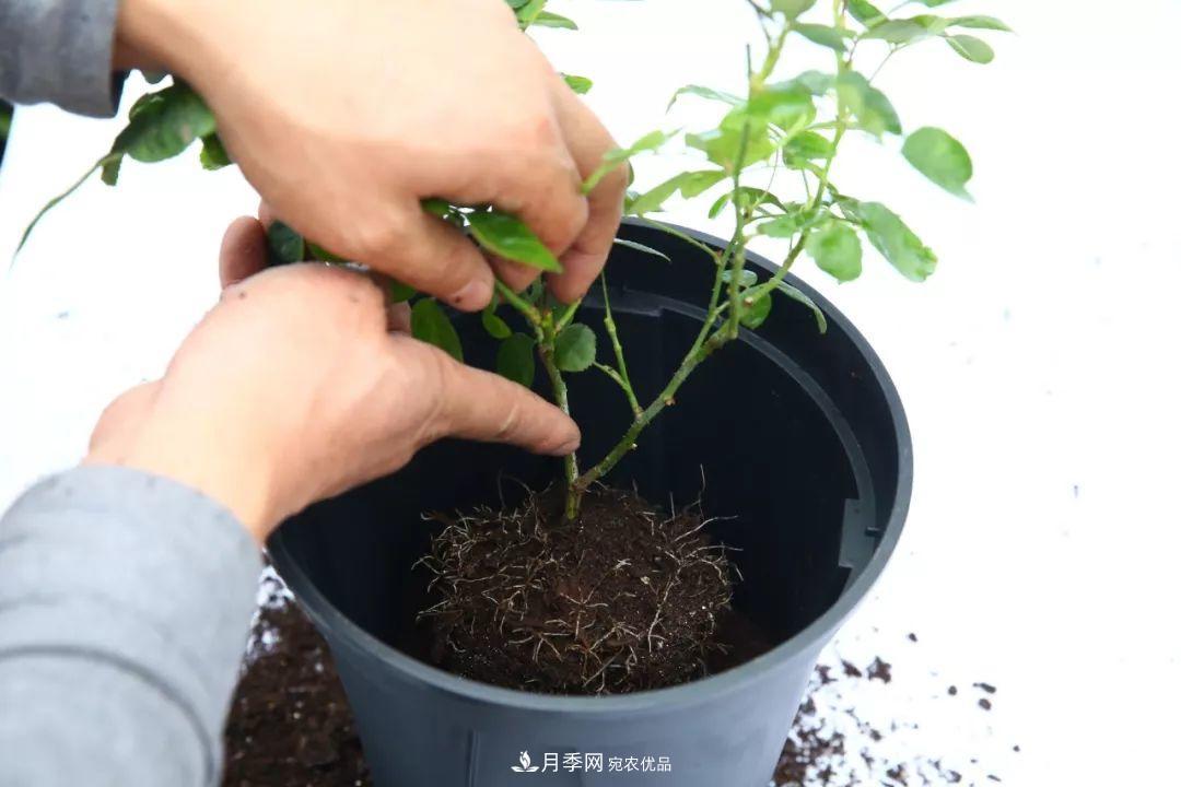 入坑月季必須知道的換盆小知識！(圖1)