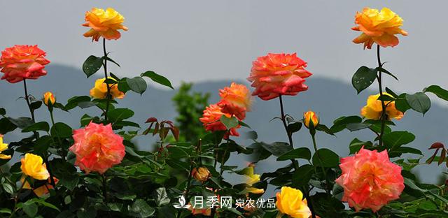 矮小型的月季品種如何選擇？(圖1)